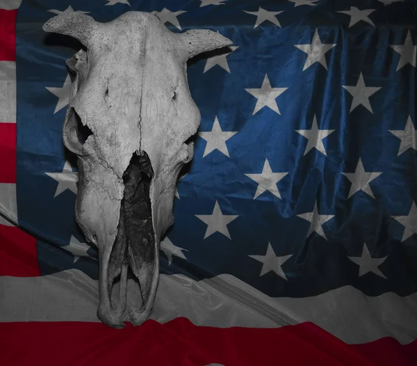 Vieux Crâne Vache Sur Drapeau Des États Unis Amérique Drapeau — Photo
