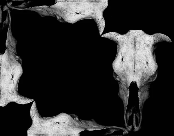 empty frame made from four skulls of a bull isolated on black background. Vintage style.  Buffalo dried, cracked  skull .