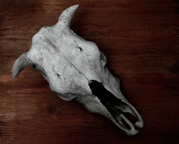 公牛的头骨 木制质感复古风格 旧木板上的水牛头骨 — 图库照片