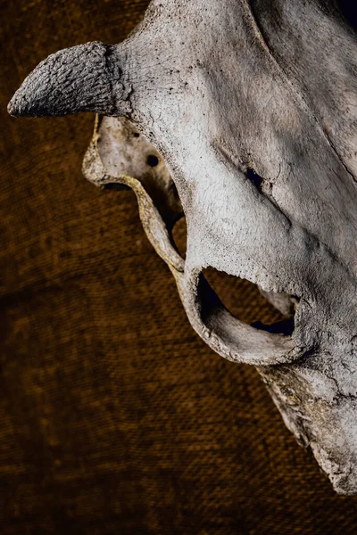Old Skull Bull Cow Close Image Sackcloth Background Empty Copy — Stock Photo, Image