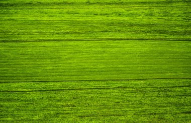 Yeşil çim yüzeyi. Vahşi yeşil alan dokusu. Doğal zemin. yeşil çimen dokusu. Üst Manzara. Bahar ya da yaz mevsimi. güneşli bir gün