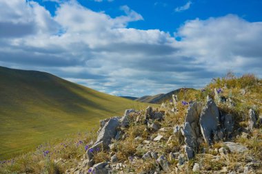 Taşlı manzara. Orenburg bölgesi, Rusya. Yeşil çimenli ve menekşe çiçekli çayır. Doğa geçmişi. Kayalık yoldaki çiçekler yokuş yukarı. Yaz doğa manzarası. Gökyüzündeki bulutlar