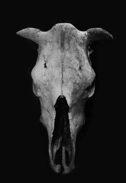 Cow Bull Skull Standing Wooden Wall — Stock Photo, Image