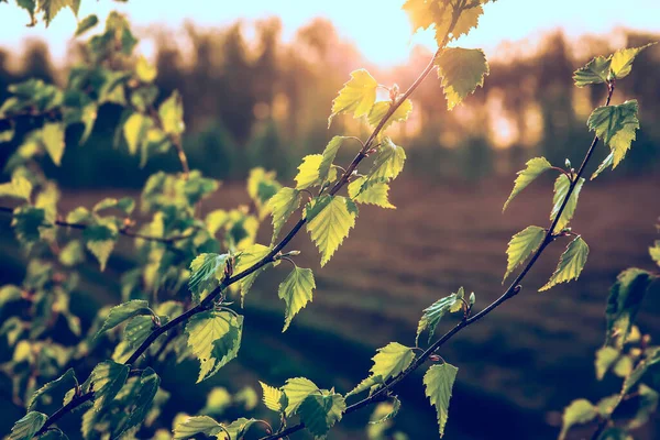 Young Spring Birch Buds Branches Evening Light Selective Focus Place — Stock Photo, Image