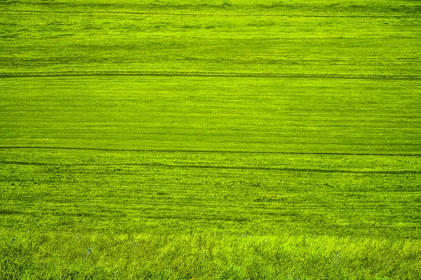 Green Grass Surface Wild Green Field Texture Background Natural Backdrop — Stock Photo, Image