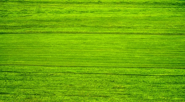 Grüner Rasen Wild Green Feld Textur Hintergrund Natürliche Kulisse Textur — Stockfoto