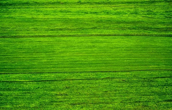 緑の芝生の表面 野生の緑のフィールドのテクスチャの背景 自然を背景に 緑の草の質感 最上階だ 春か夏か 晴れた日 — ストック写真