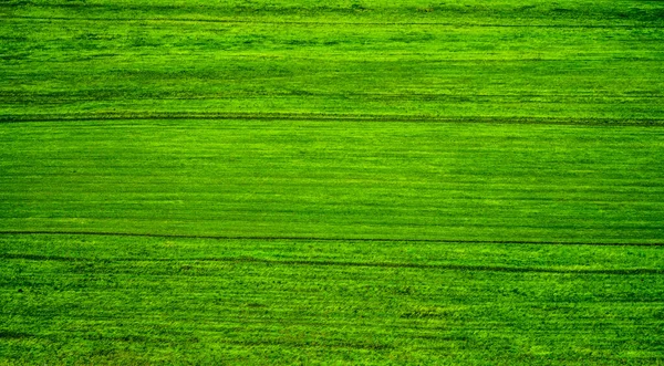 Grüner Rasen Wild Green Feld Textur Hintergrund Natürliche Kulisse Textur — Stockfoto