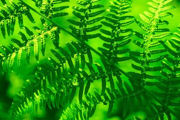 Tavaszi Háttér Zöld Levelek Páfrány Természet Háttér Közeli Kép — Stock Fotó