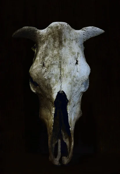Cow Bull Skull Standing Wooden Wall — Stock Photo, Image