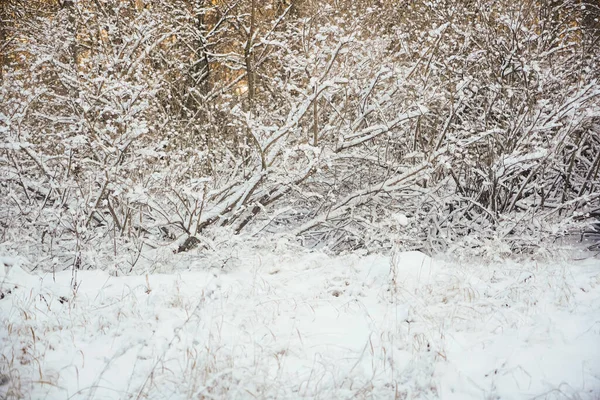 Época Inverno Fundo Natureza Grama Árvores Debaixo Neve Uma Queda — Fotografia de Stock