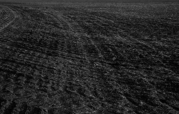 Plántulas Jóvenes Trigo Que Crecen Campo Campo Agrícola Que Crecen —  Fotos de Stock