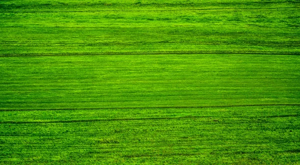 緑の芝生の表面 野生の緑のフィールドのテクスチャの背景 自然を背景に 緑の草の質感 最上階だ 春か夏か 晴れた日 — ストック写真