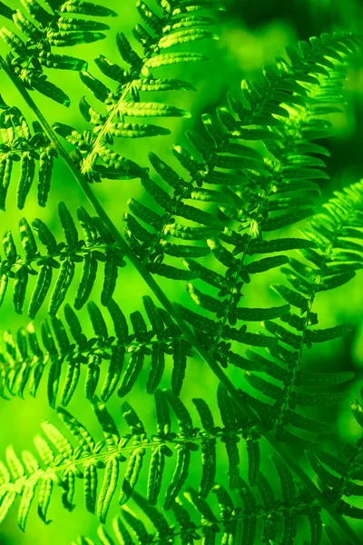 Tavaszi Háttér Zöld Levelek Páfrány Természet Háttér Közeli Kép — Stock Fotó