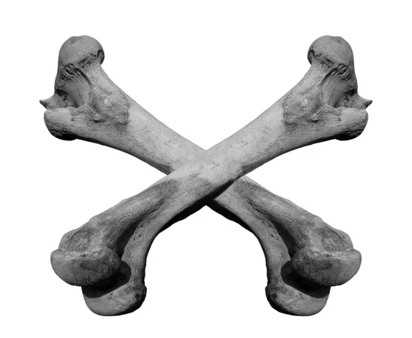 Two Crossed Femur Bones Cow Isolated White Background — Stock Photo, Image