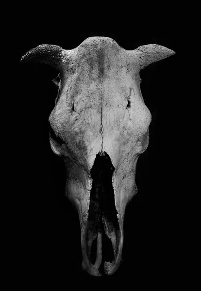 Tahta Duvarın Yanında Duran Inek Boğa Kafatası — Stok fotoğraf