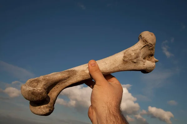 Mão Masculina Segurando Osso Vaca Fêmur Fundo Céu Azul — Fotografia de Stock
