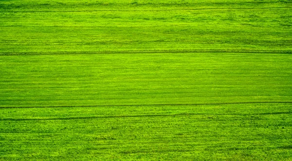 Superfície Relva Verde Campo Verde Selvagem Textura Fundo Fundo Natural — Fotografia de Stock