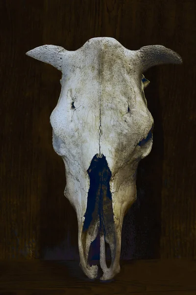 站在木头墙边的奶牛或公牛头骨 — 图库照片