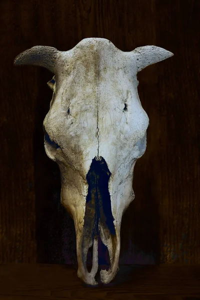 Cow Bull Skull Standing Wooden Wall — Stock Photo, Image