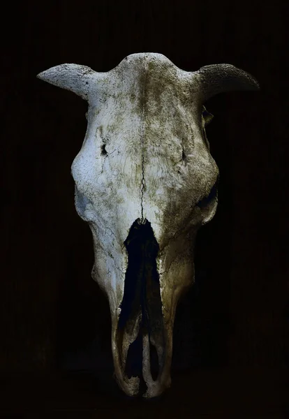 木の壁の近くに立つ牛や牛の頭蓋骨 — ストック写真