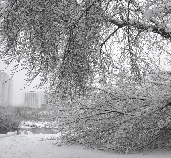 Snowfall City Park Trees Covered Snow White Winter Morning Snow — Stock Photo, Image