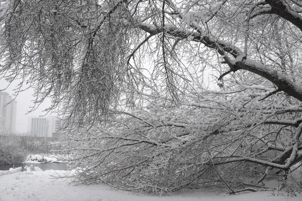 Snowfall City Park Trees Covered Snow White Winter Morning Snow — Stock Photo, Image