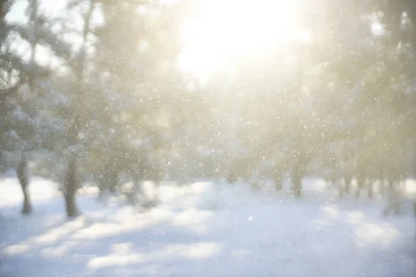Размытое Изображение Снегопад Прямым Солнечным Светом Снежинки Искры Летящие Воздухе — стоковое фото