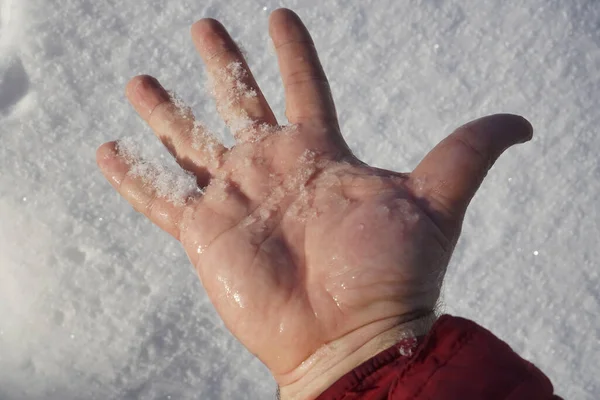 Мужская Рука Держащая Снег Руке Тающий Снег Ладони Зимний Ранний — стоковое фото