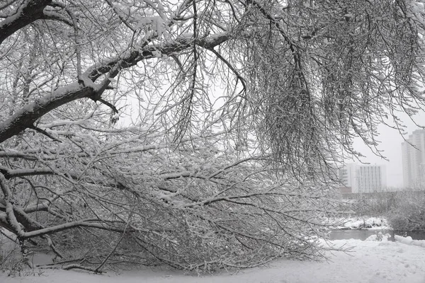 Snowfall City Park Trees Covered Snow White Winter Morning Snow — Stock Photo, Image