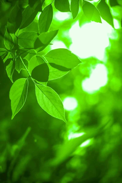 Luminoso Sole Nella Foresta Primaverile Foresta Estiva Con Luce Solare — Foto Stock