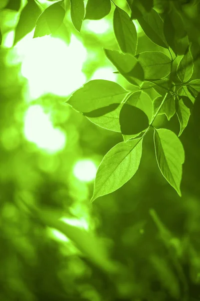 Sol Brillante Bosque Primavera Bosque Verano Con Luz Solar Primavera —  Fotos de Stock