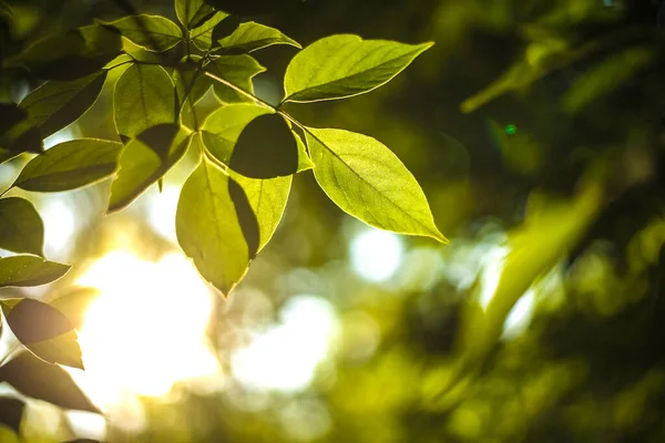 Sol Brillante Bosque Primavera Bosque Verano Con Luz Solar Primavera —  Fotos de Stock