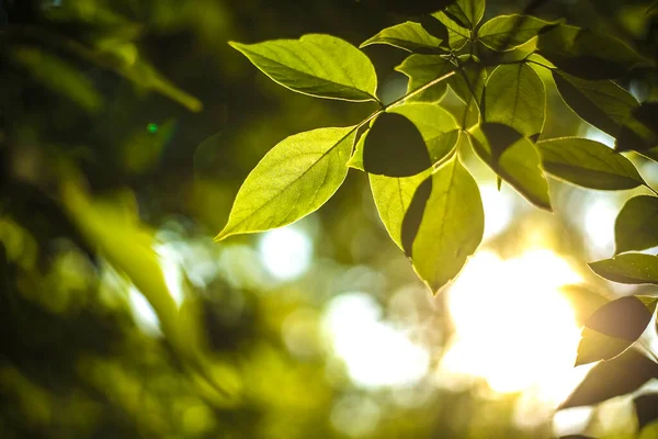 Sol Brillante Bosque Primavera Bosque Verano Con Luz Solar Primavera —  Fotos de Stock