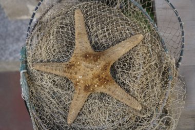  Büyük deniz yıldızı balık ağında yatıyor..