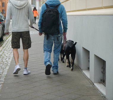 İki genç adam beyaz sırt çantalı ve iki siyah köpek kaldırımda yürüyor. Geriye, dikiz aynasına. Avrupa, Almanya.