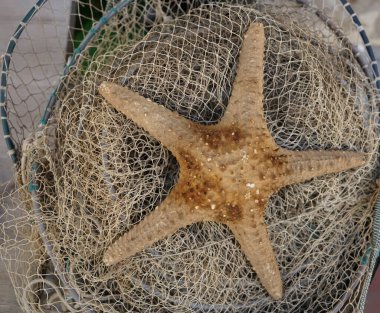  Büyük deniz yıldızı balık ağında yatıyor..