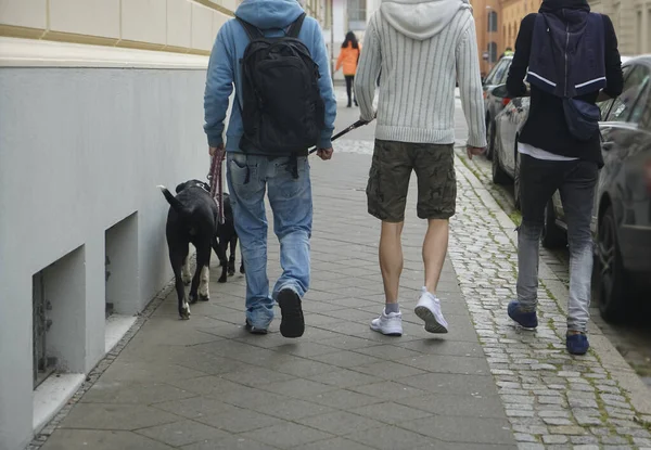 Beyaz sırt çantalı üç genç adam ve şehirde yürüyen iki siyah köpek. Geriye, dikiz aynasına. Avrupa, Almanya.