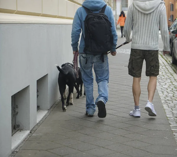 Dva Mladí Muži Bílým Batohem Dvěma Černými Psy Procházejícími Chodníku — Stock fotografie