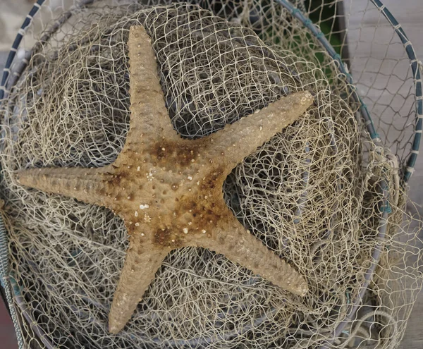 大きな海の星は漁網にあり — ストック写真