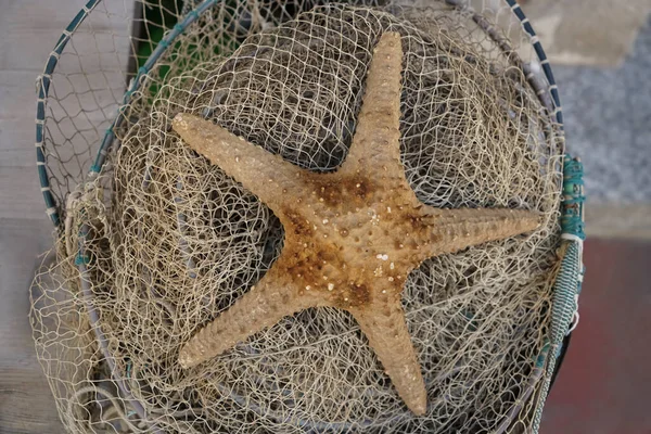 Grande Estrela Mar Mentira Rede Pesca — Fotografia de Stock