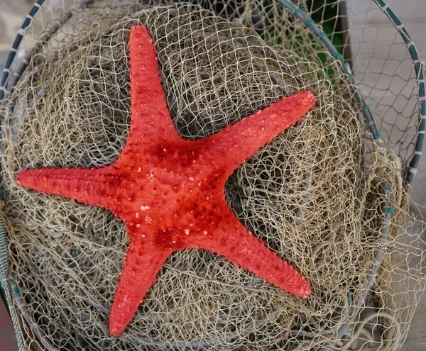 大きな海の星は漁網にあり — ストック写真