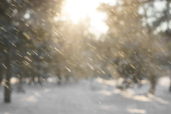 Nevicate Immagine Offuscata Gelido Paesaggio Invernale Nella Foresta Innevata Rami — Foto Stock