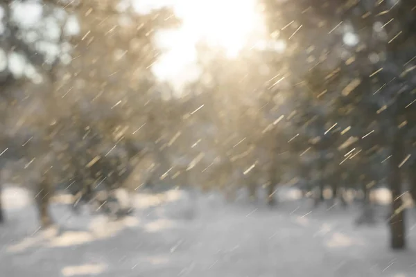 Nevadas Imagen Borrosa Paisaje Invernal Helado Bosque Nevado Ramas Pino — Foto de Stock