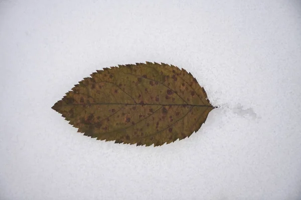 brown and yellow leaf on the snow. A lonely brown leaf on the snow background