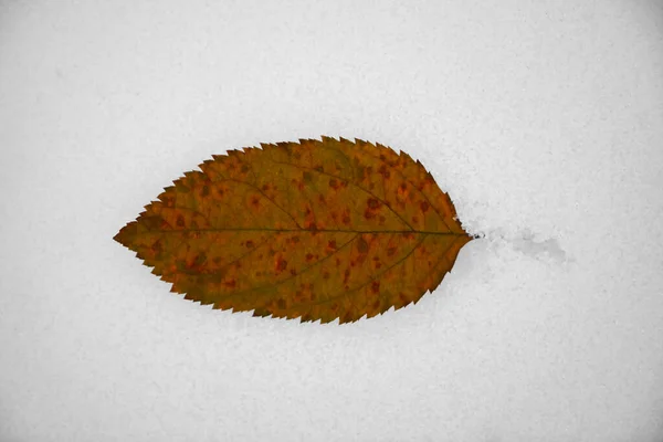 雪の上に茶色と黄色の葉 雪の背景に孤独な茶色の葉 — ストック写真