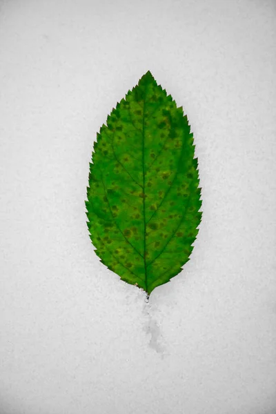 Folha Verde Neve Uma Folha Marrom Solitária Fundo Neve — Fotografia de Stock
