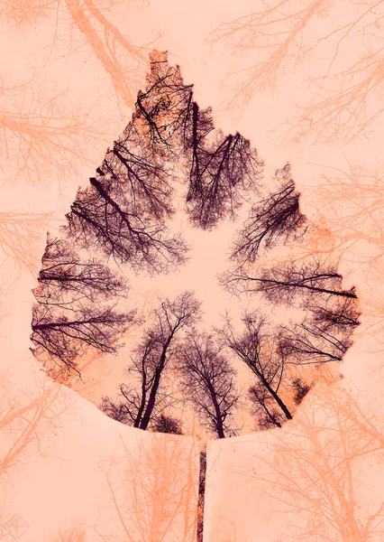 Doppelbelichtung Einzelner Birkenblätter Mit Winterwald Über Dem Himmel Isoliert Auf — Stockfoto