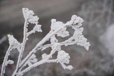 Çalıların dallarında kar ve rime buzu. Kış mevsiminin sonbaharında çalılarla kaplı arka planında. Parktaki bitkiler hoar Frost ile kaplıdır. Soğuk karlı hava. Çim damlasında donmuş çiy taneleri.