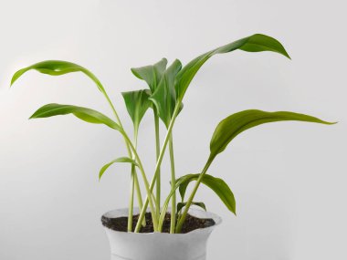 Aglaonema yeşil bitki yaprakları tencerede. Arka planda izole. tropik yapraklar.